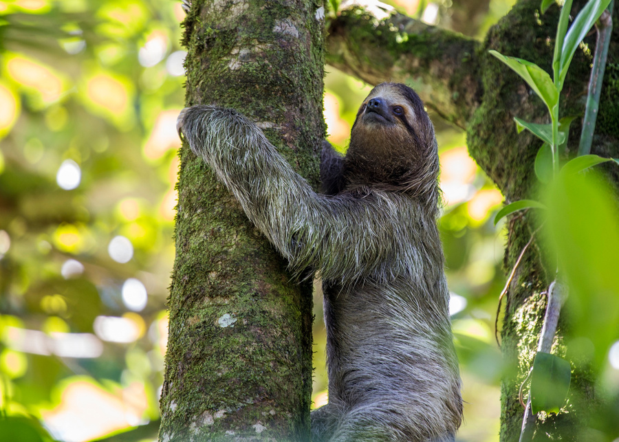 Brown-Throated Sloth (Bradypus variegatus)