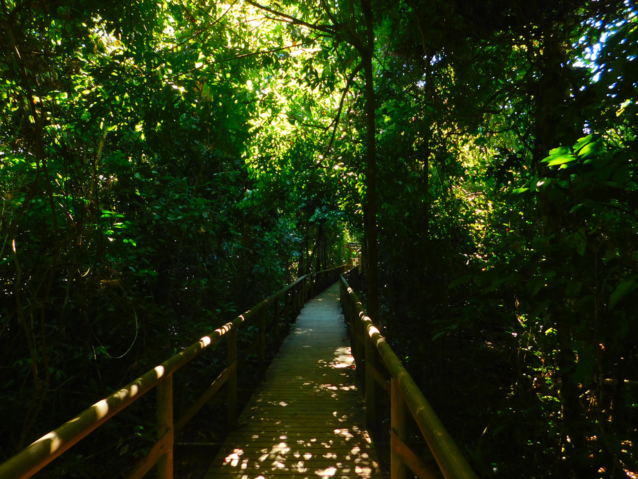 Manuel Antonio National Park trails.